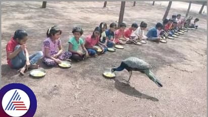 ರಾಷ್ಟ್ರೀಯ ಪಕ್ಷಿ ನವಿಲುಗೆ ಹಸಿವು ನೀಗಿಸಿದ ಸರ್ಕಾರಿ ಶಾಲೆ ಮಕ್ಕಳು!