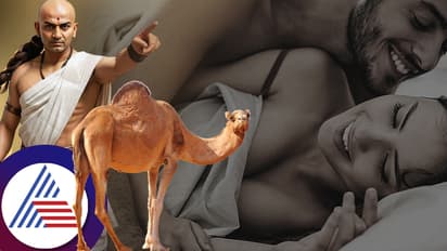 ಚಾಣಕ್ಯ ನೀತಿ: ಸಂಗಾತಿಯನ್ನು ತೃಪ್ತಿಪಡಿಸಲು ರೂಢಿಸಿಕೊಳ್ಳಿ ಒಂಟೆಯ ಅಭ್ಯಾಸಗಳು... ಮೊದಲ ಪ್ರಯತ್ನದಲ್ಲಿ ಸಿಗುತ್ತೆ ರಿಸಲ್ಟ್!