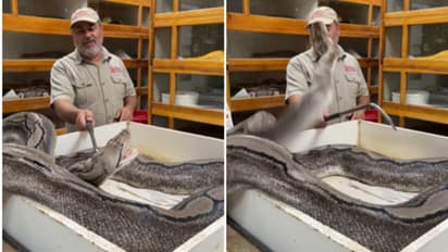 ಪ್ರತಿ ದಿನ ಆಹಾರ ನೀಡಿ ಆರೈಕೆ ಮಾಡುತ್ತಿದ್ದ ಸಿಬ್ಬಂದಿ ಮೇಲೆ ದಾಳಿ ನಡೆಸಿದ ಹೆಬ್ಬಾವು!