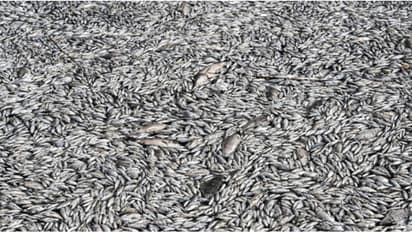 കിലോമീറ്ററുകളോളം ചത്തടിഞ്ഞ് മത്സ്യങ്ങൾ, തുറമുഖത്ത് നിന്ന് 24 മണിക്കൂറിൽ കോരിമാറ്റിയത് 40 ടൺ ചത്ത മീനുകളെ