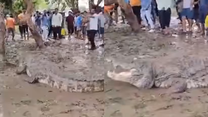 After Gujarat rains, Vadodara faces double trouble: Floods and crocodiles (WATCH)