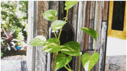 Vastu Tips: 5 Ultimate ways to attract money, from burning Incense Sticks to using a Copper Swastika