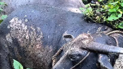 നാടുകാണി ചുരത്തിൽ 30 അടി താഴ്ചയിൽ നിന്ന് അസഹ്യമായ ദുർഗന്ധം, പരിശോധിച്ചപ്പോൾ 2 പോത്തുകളുടെ ജഡം