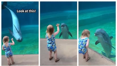 ഇതാണ് യഥാര്‍ത്ഥ 'അക്വാ ഗേള്‍'; കൊച്ചു കുട്ടിയുടെയും ഡോൾഫിന്‍റെയും സ്നേഹ സംഭാഷണം ഏറ്റെടുത്ത് സോഷ്യൽ മീഡിയ 