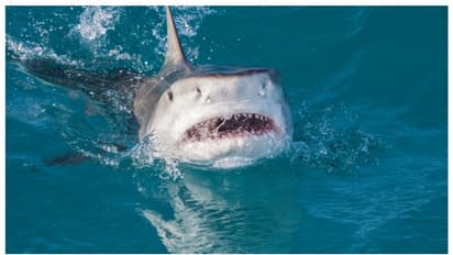 'കൊമ്പനെ പിടിക്കാന്‍' പുറം കടലില്‍ പോയ 16 -കാരന്‍റെ തലയില്ലാത്ത മൃതദേഹം കണ്ടെത്തി; സംഭവം ജമൈക്കയില്‍ 