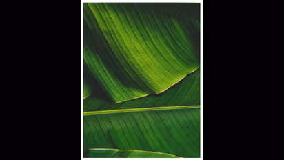 வாழை இலையில் கொட்டிக்கிடக்கும் ஆரோக்கிய நன்மைகள்! இவ்ளோ நாள் தெரியாம போச்சே!