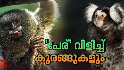 'എടാ കൊരങ്ങാ...'; മർമോസെറ്റ് കുരങ്ങുകള്‍ പരസ്പരം പേരുകൾ വിളിച്ച് ആശയവിനിമയം നടത്തുന്നെന്ന് പഠനം   