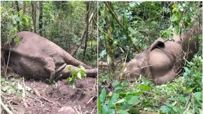 കൊമ്പുക്കോർത്ത് മുറിവാലൻക്കൊമ്പനും ചക്കക്കൊമ്പനും; മുറിവാലൻക്കൊമ്പന് ഗുരുതര പരിക്ക് 