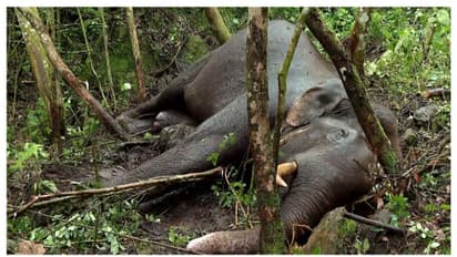 മുറിവാലൻ കൊമ്പൻ ചെരിഞ്ഞു; ചക്കക്കൊമ്പനുമായുള്ള ഏറ്റുമുട്ടലിൽ ​ഗുരുതരപരിക്ക്; ചികിത്സയിലിരിക്കേ അന്ത്യം