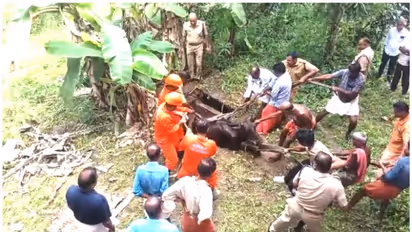 പറമ്പിൽ കെട്ടിയിരുന്ന പശു പഴയ മാലിന്യ ടാങ്കിന് മുകളിൽ കയറി, മൂടി തകർന്ന് അകത്തേക്ക്; ഒടുവിൽ അഗ്നിശമന സേനയെത്തി