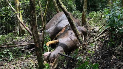 Murivalan Komban Dies: காட்டில் பயங்கர சத்தத்துடன் ஆக்ரோஷ சண்டை! பரிதாபமாக உயிரிழந்த முறிவாளன் கொம்பன் யானை!