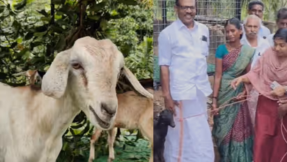 'ഉമ്മൻ ചാണ്ടി സ്നേഹസ്പർശം', തുളസിയുടെ വീട്ടിലെത്തി മറിയ ഉമ്മൻ, പുലിപിടിച്ച് പോയതിന് പകരം ആടുകളും കൂടും കൈമാറി
