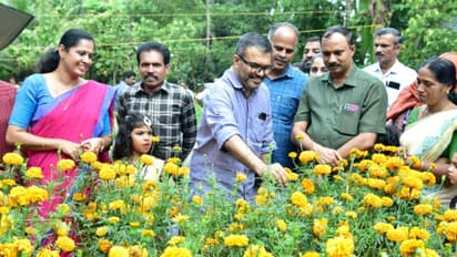 ഓണമിങ്ങെത്തി, പൂക്കളും പാകമായി വിളവെടുപ്പ് തുടങ്ങി, കണ്ണൂര് ഒരു കൊട്ടയല്ല, ഒരു പൂക്കാലം നൽകിയെന്ന് മന്ത്രിയും