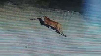 ಬೆಂಗ್ಳೂರಿನ ಜಿಗಣಿಯಲ್ಲಿ ಚಿರತೆ ಓಡಾಟ: ಮನೆಯಿಂದ ಹೊರಬಾರದೆ ಜನರ ಪೀಕಲಾಟ..!