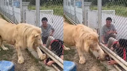 ಮೃಗಾಲಯದಲ್ಲಿ ಹುಚ್ಚಾಟವಾಡಿದ ಯುವಕರಿಗೆ ನಿಯಮ ಪಾಲಿಸಲು ಸೂಚಿಸಿದ ಸಿಂಹ, ದೃಶ್ಯ ಸೆರೆ!