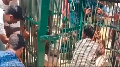 ಹುಲಿ ಹಿಡಿಯಲು ಇಟ್ಟಿದ್ದ ಬೋನಿಗೆ ತಾನೇ ಬಿದ್ದ ಅರಣ್ಯ ಸಿಬ್ಬಂದಿ