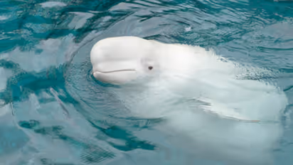 റഷ്യൻ ചാരനെന്ന് കുപ്രസിദ്ധൻ, 15ാം വയസിൽ 'ഹ്വാൾഡിമിർ' മരിച്ച നിലയിൽ, മരണകാരണം കണ്ടെത്താൻ അന്വേഷണം