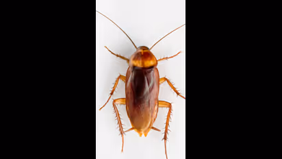 ಜಿರಳೆಗಳನ್ನು ಓಡಿಸಲು ಮನೆಯಲ್ಲಿಯೇ ತಯಾರಿಸಿಕೊಳ್ಳಿ ಪೇಸ್ಟ್