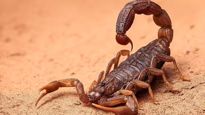 வாடிக்கையாளரின் அந்தரங்க உறுப்பை பதம் பார்த்த தேள் - திருமண வாழ்க்கை பாழாகிவிட்டதாக புலம்பல்