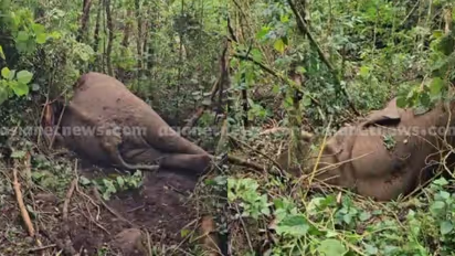 ചക്കക്കൊമ്പൻ്റെ കുത്തേറ്റ് ചരിഞ്ഞ മുറിവാലൻ കൊമ്പൻ്റെ ജഡം പോസ്റ്റുമോർട്ടം നടത്തി; കണ്ടെത്തിയത് 20 പെല്ലറ്റുകൾ