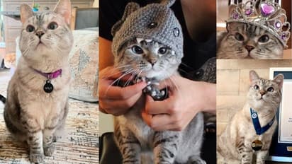 ನಲಾ ಈಕೆ ಸಾಮಾನ್ಯಳಲ್ಲ... ಫೋರ್ಬ್ಸ್ ಪಟ್ಟಿಯಲ್ಲಿ ಜಾಗ ಪಡೆದಿರುವ ವಿಶ್ವದ ಶ್ರೀಮಂತ ಬೆಕ್ಕು