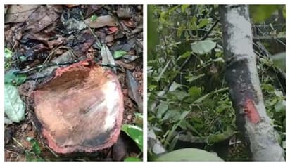 'രാവിലെ മുറ്റത്തെ ചന്ദനമരം കാണുന്നില്ല'; മഴയായത് കൊണ്ട് ശബ്ദമൊന്നും കേട്ടില്ലെന്ന് വീട്ടുകാർ; സംഭവം കൊല്ലത്ത്