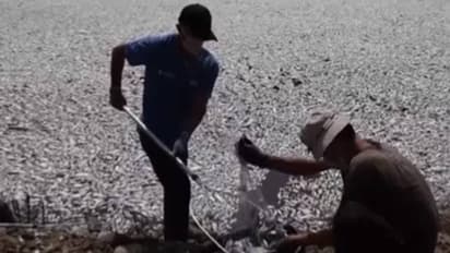 അമ്പമ്പോ എന്തൊരു നാറ്റം; അക്കാണുന്നത് തുറമുഖത്ത് ചത്തടിഞ്ഞ മത്സ്യങ്ങളാണ്, മുന്നറിയിപ്പുമായി ഗവേഷകരും