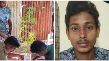 124 സെ.മീ ഉയരമെത്തും വരെ ഒറ്റയൊരാൾ അറിഞ്ഞില്ല, ഓണം സ്പെഷ്യൽ ഡ്രൈവ്; കഞ്ചാവ് ചെടി വളർത്തിയ യുവാവ് പിടിയിൽ