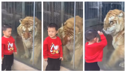 രണ്ട് കോടി പേര്‍ കണ്ട വീഡിയോ; കുഞ്ഞിന്‍റെയും കടുവയുടെയും സൌഹൃദത്തില്‍ ഹൃദയം നിറഞ്ഞ് നെറ്റിസണ്‍സ് 