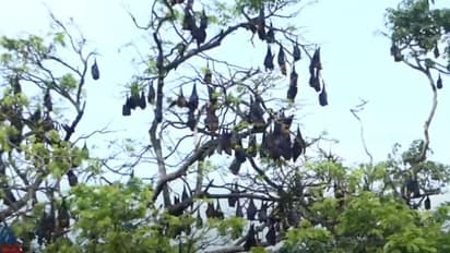 30 വർഷം, തണൽ മരത്തിൽ തൂങ്ങിയാടുന്നത് നൂറ് കണക്കിന് വവ്വാലുകൾ, കാഷ്ഠം നിറഞ്ഞ് പരിസരം, ആശങ്കയിൽ പട്ടാമ്പി 