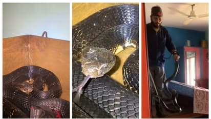 'ഒരു നാടകവുമില്ല സീനുമില്ല'; ബെഡ്റൂമിൽ ഒളിച്ചിരുന്ന പടുകൂറ്റന് രാജവെമ്പാലയെ പിടികൂടുന്ന വീഡിയോ വൈറൽ