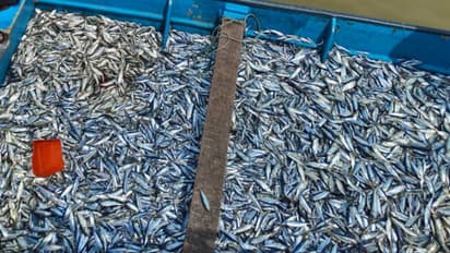 ബേപ്പൂരിൽ നിന്ന് 'മഹിദ", ചോമ്പാൽ നിന്ന് 'അസര്" ബോട്ടുകൾ നിറയെ കുഞ്ഞൻ ചമ്പാൻ അയല, ബോട്ടുകൾ പിടിച്ചെടുത്തു