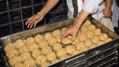 Tirupati Temple laddoos row: Andhra govt cites lab test report, confirms usage of animal fat
