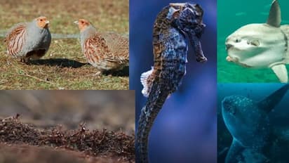 ಹತ್ತಲ್ಲ ನೂರಲ್ಲ ಮಿಲಿಯನ್: ಒಂದೇ ಬಾರಿಗೆ ರಾಶಿ ರಾಶಿ ಮರಿಗಳನ್ನಿಡುವ ಜೀವಿಗಳಿವು