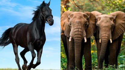 What are the Vastu benefits of keeping Animal figurines at home?