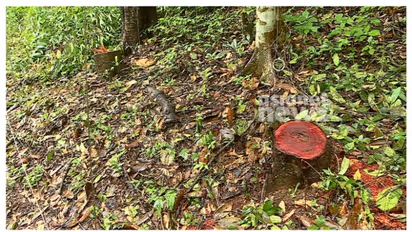 വയനാട് തലപ്പുഴയിലെ മരംമുറി; വിശദ അന്വേഷണത്തിന് ഉത്തരവിട്ട് ഡിഎഫ്ഒ; നടപടിക്ക് ശുപാർശ ചെയ്യും