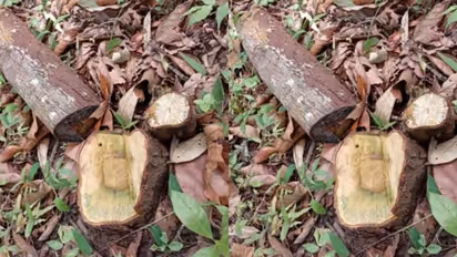 'പണിയെടുത്തത് പാഴായി', വയനാട്ടിൽ കാട്ടിൽ കയറിവെട്ടിയത് കാതലില്ലാത്ത ചന്ദനമരങ്ങൾ, ഉപേക്ഷിച്ച് മുങ്ങി മോഷ്ടാക്കൾ