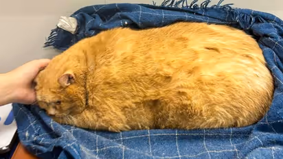 'കുക്കിയും സൂപ്പും ഇഷ്ട ഭക്ഷണം', 18 കിലോ ഭാരം, നിൽക്കാൻ പോലുമാവില്ല, കട്ട ഡയറ്റും വർക്കൌട്ടുമായി മൃഗസ്നേഹികൾ