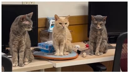 10 പൂച്ചകളെ ഓഫീസിൽ വളർത്തി ജാപ്പനീസ് ടെക് കമ്പനി, എല്ലാവർക്കും പ്രത്യേകം പദവികൾ; അതിനൊരു കാരണമുണ്ട്, വീഡിയോ