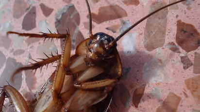 Bizarre case in China: Cockroach discovered living inside man’s body