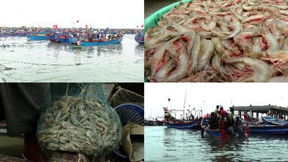 അമേരിക്കയുടെ വിലക്ക്, ജപ്പാനും ചൈനയും യൂറോപ്യൻ യൂണിയനും വില കുറച്ചു, ചെമ്മീൻ കയറ്റുമതി കടുത്ത പ്രതിസന്ധിയിൽ