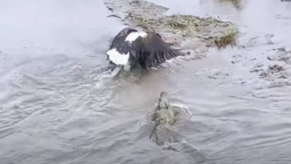 പോരാട്ടത്തിൽ ആർക്ക് ജയം? മുതലയുടെ വായിൽ നിന്നും ഇരയെ തട്ടിയെടുക്കാൻ പരുന്ത്