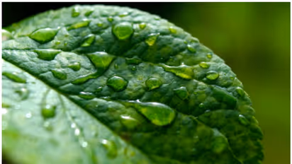 Acid Rain Explained: What it is and it's impact on the Environment