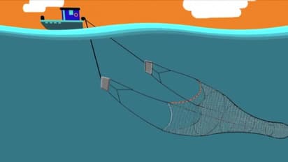 ടെഡ് അഥവാ ടർട്ടിൽ എക്സ്ക്ലൂഡർ ഡിവൈസ്; എന്തിനാണ് ഇത് പശ്ചിമേഷ്യൻ തീരത്ത് നിര്ബന്ധമാക്കുന്നതെന്ന് ബോട്ടുടമകൾ