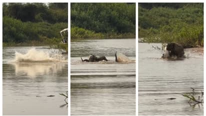 കരയിലും ഇപ്പോള് വെള്ളത്തിലും, 'ഇവന് കാടിന്റെ പുതു രാസാ'; മുതലയും ജാഗ്വറും തമ്മിലുള്ള പോരാട്ട വീഡിയോ വൈറൽ