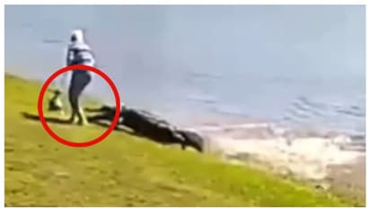നായയുമായി നടക്കാനിറങ്ങി; ശബ്ദം കേട്ട് തിരിഞ്ഞ് നോക്കിയ സ്ത്രീ കണ്ടത് കാലിൽ കടിച്ച മുതലയെ; സംഭവം ഫ്ലോറിഡയിൽ 