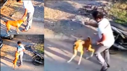 ಮುದ್ದು ಮಾಡ್ತಿದ್ದವನಿಗೆ ಸಿಟ್ಟಿಗೆದ್ದು ಕಚ್ಚೇ ಬಿಟ್ಟ ಬೀದಿ ನಾಯಿ: ಭಯಾನಕ ವೀಡಿಯೋ ವೈರಲ್