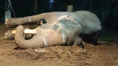 ജില്ലയിലെ തലപ്പൊക്കക്കാരൻ, കുറുപ്പത്ത് ശിവശങ്കര്‍ ചരിഞ്ഞു