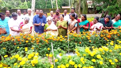 മന്ത്രിയുടെ വീട്ടിൽ വിരിഞ്ഞത് 3000-ഓളം ബന്തി, 30 സെന്റിൽ മഞ്ഞ-വെള്ള പൂക്കൾ, അയൽക്കാര്‍ ചേര്‍ന്ന് വിളവെടുപ്പ്