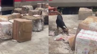 28 ബോക്സുകൾ, ട്രെയിനിൽ നിന്ന് 1600 കിലോയോളം പഴകിയ മട്ടണും ചിക്കനും പിടികൂടി, പുഴുവരിച്ച ഇറച്ചി നശിപ്പിച്ചു